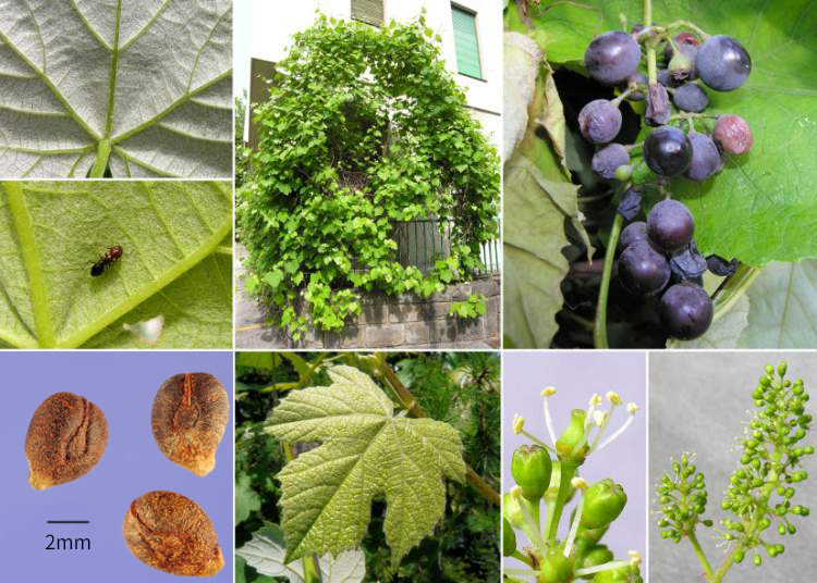 美洲葡萄知多少？